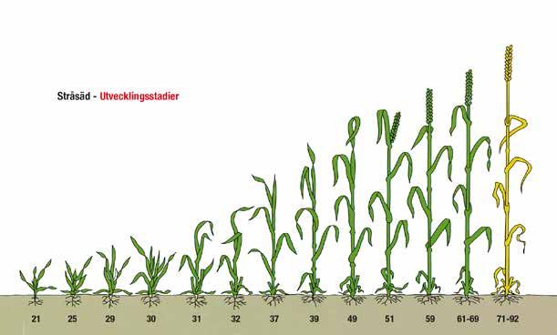 Växtskydd Stråsädens utvecklingsstadier ZADOKS SKALA (Decimalskala) Gradera huvudskott 05 Roten växer ut från kärnan. 09 1:a bladets frambrytande vid koleoptilens spets. 11 1 blad utvecklat.