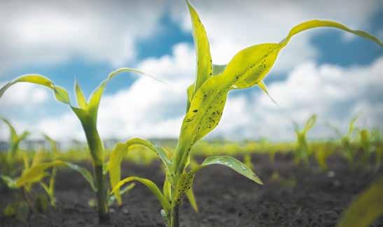 För rena majsfält! Bredverkande- effekt mot både ört- och gräsogräs För hög skörd och kvalitet Kontakta din rådgivare eller besök www.bayercropscience.se/produktermaister om du vill veta mer.