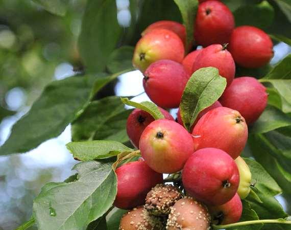 Fruktmögel Fruktmögel, (gul monilia) är vanligt förekommande. På bilden ses olika stadier. Angreppet kan orsakas av insekter, skorv,och hagel bland annat.