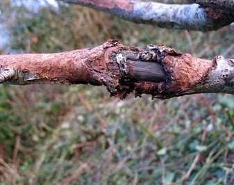 Fruktträdskräfta Fruktträdskräfta, Neonectria galligena är en svampsjukdom på fruktträd eller andra lövträd. I barken syns skrovliga, insjunkna partier. Även frukterna kan få bruna rostfläckar.