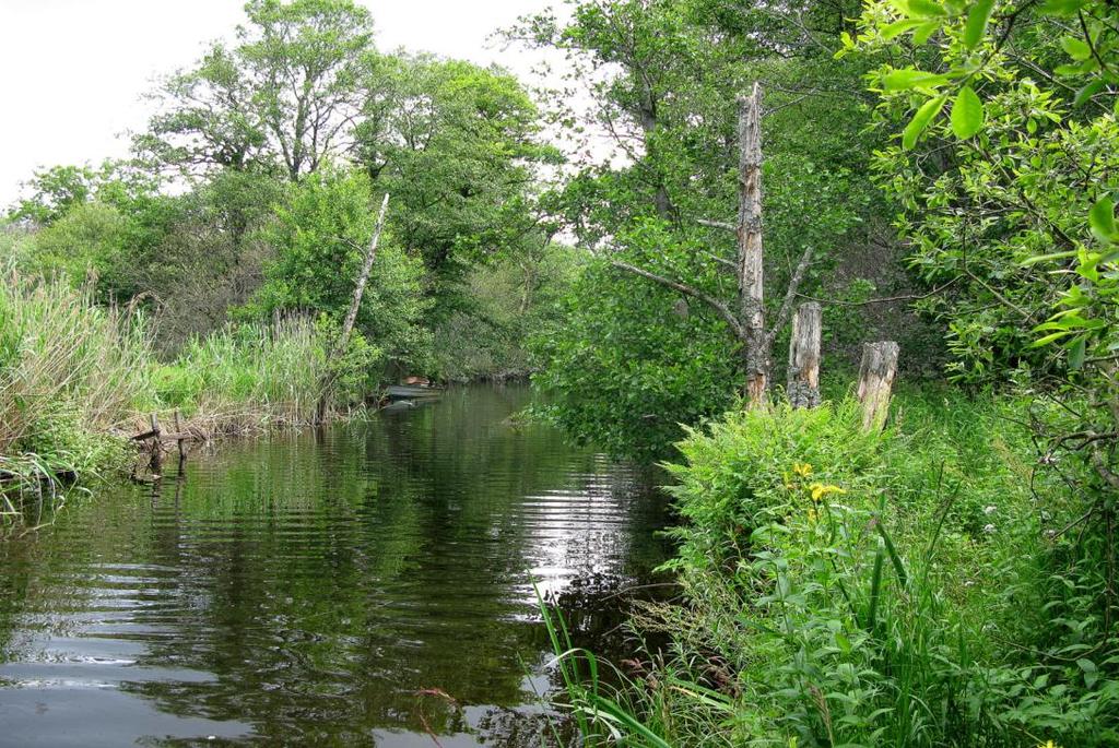 5.1. Område 1. Strandskogen och strandängarna från Mölndalsvägen till åns utlopp i Rådasjön (motsvarar omr.