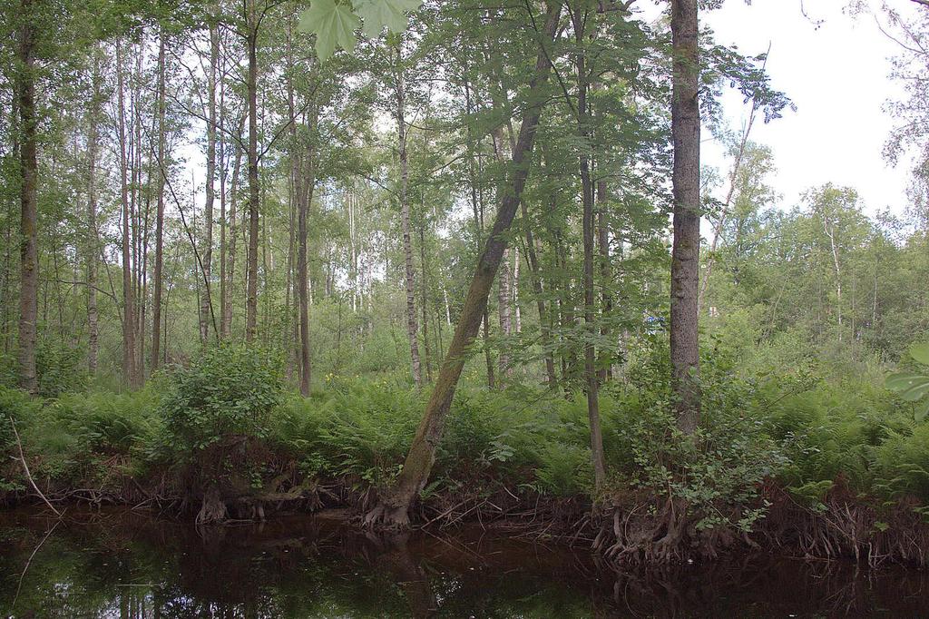 5.2. Lövsumpskogen, området mellan Mölndalsvägen och gångbron på båda sidor av ån(motsv. en mindre del av omr.
