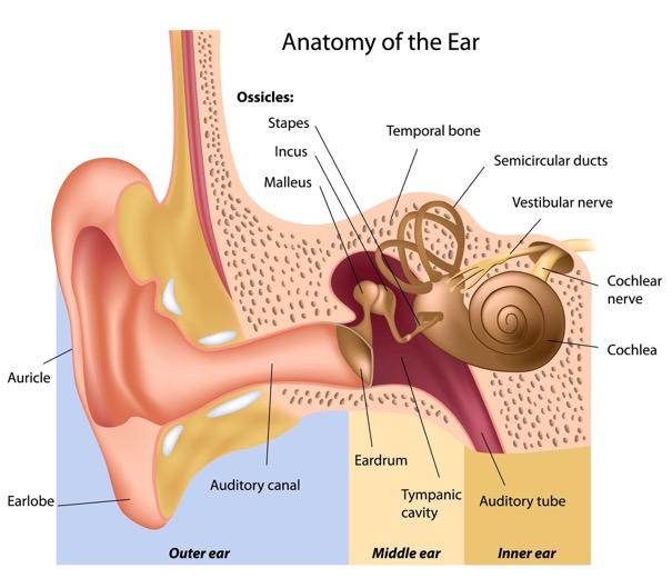 Örat Ljud = vibrationer i luften -> tryckvariationer -> utbreder sig som ljudvågor Vätska, Stående