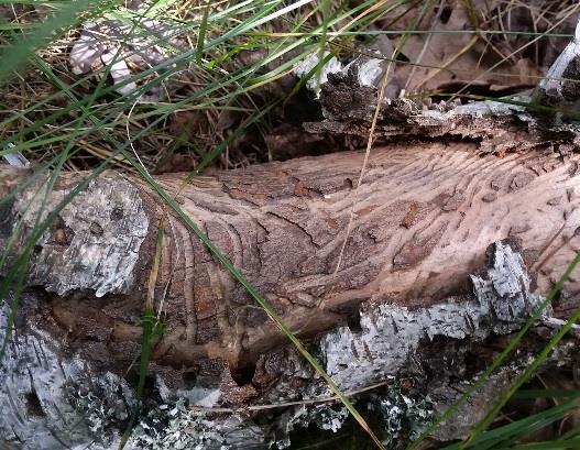 skogens karaktär. I västra delen vid Russinvägen är skogen glesare och det finns några öppna gräsytor.