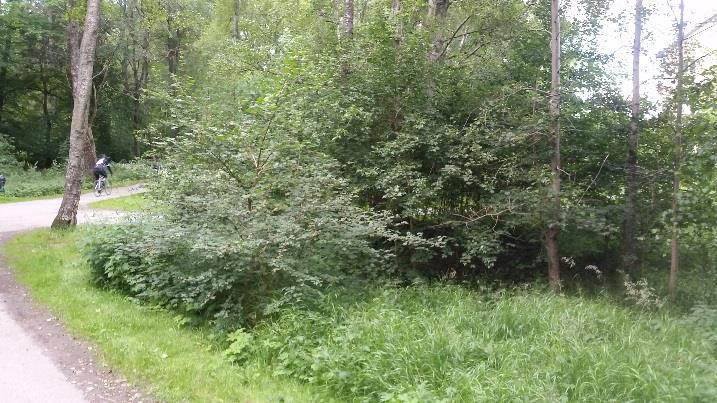 En av de grövre tallarna (nr 13) nära Russinvägen står mer solexponerat och har spår (kläckhål) av reliktbock, spåren kan dock vara gamla. Reliktbock är rödlistad i kategorin NT, nära hotad.