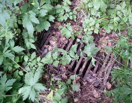 Sluttningen är en fin skuggig blandskog som antagligen hyser ett rikt fågelliv. Vid fältbesöket observerades koltrastar, nötväcka, större hackspett, kråkor, ringduva, talgoxe och grönfink.
