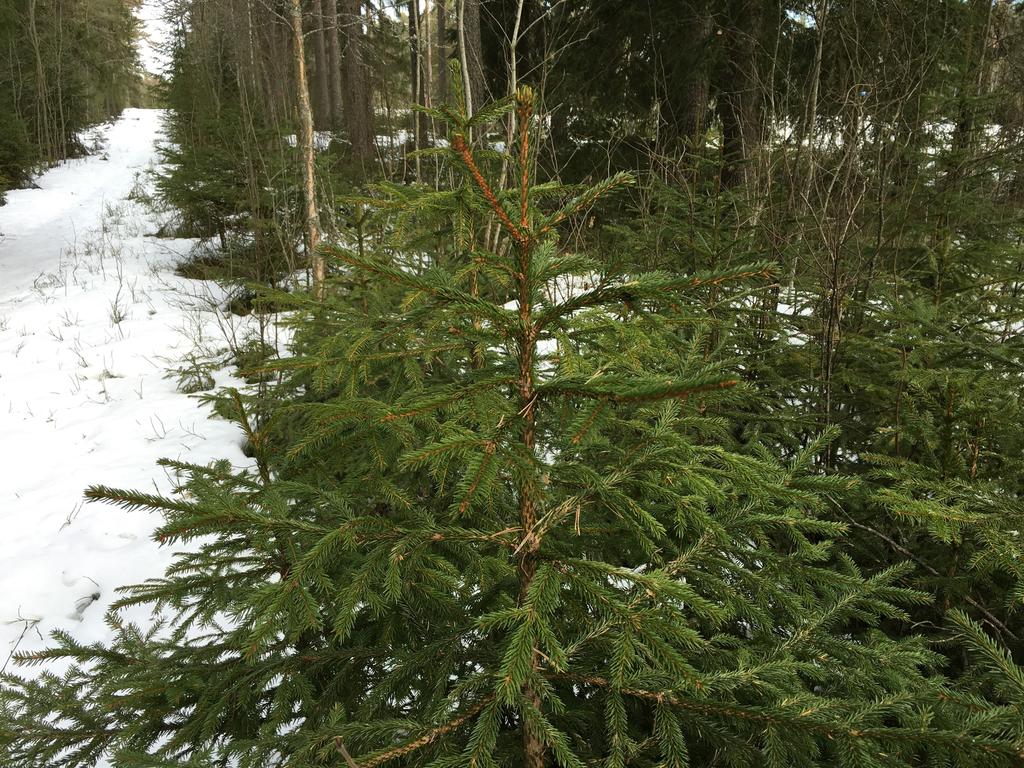 Virkesrik obebyggd skogsfastighet med välskötta ungskogar står nu till försäljning! Fastighetens areal uppgår till ca 70 och r ett virkesförråd på ca 300 m³sk. Dominerande trädslag är gran.
