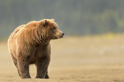 middendoffi): Kustregioner i det södra Alaska. 2. Grizzly (Ursus a.