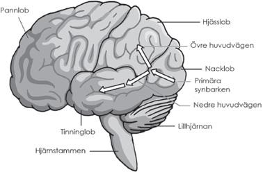 7. Två visuella huvudvägar. Den nedre har att göra med perceptionen och den övre med kontrollen över snabba rörelser so vägleds av synen.
