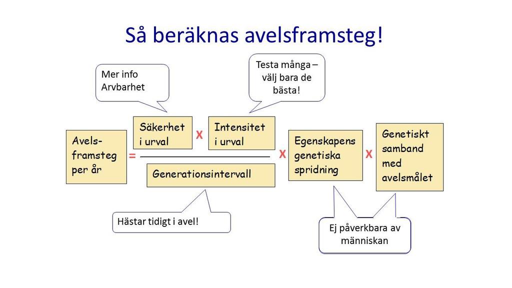 Figur 2. Faktorer som påverkar avelsframsteget. Säkerheten i urvalet är en faktor som direkt påverkar avelsframsteget. Ett felaktigt urval, t.ex.