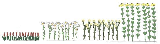 Växtval Läge: sol till halvskugga. Fokus på växter i en färgglad, aktiverande färgskala med blommor i gult, rött och orange.