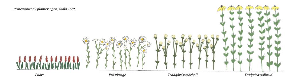 marktäckare med gul vårblommning i maj Ger intresse på våren med höga orangea blommor i april-maj Blommar med gula blommor från juli till oktober Blommar i juli-oktober med rödbruna blommor Ger