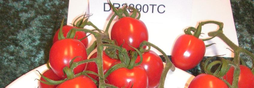 DR2890TC (Zodine) F1 (HR: ToMV:0-2/ToTV/Fol:0-1) NYHET! Röd tomat med jordgubbsform med fantastisk smak.
