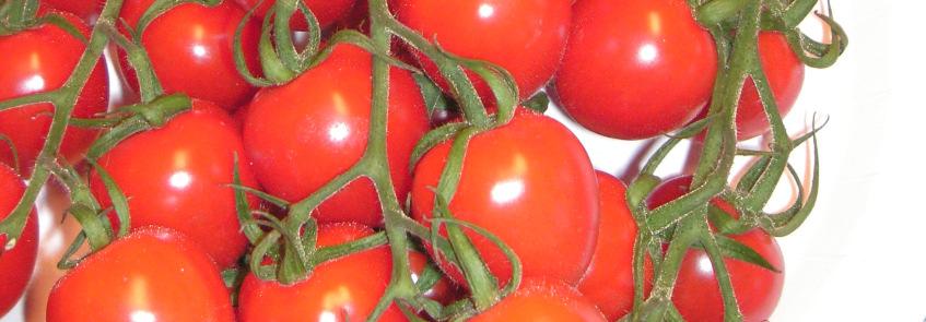 Favorita F 1 (HR:ToMV:0-2/Ff:A-E/Fol:0,1 IR:Ma/Mi/Mj) Röd greenback, utmärkt fruktform och oöverträffad smak. Långa och dubbla klasar.
