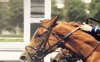 - 0 gr Ca kl. NORDIC CHAMPION SPRINTER 0.000 kr 80.000-0.000-9.00-(.800-8.000) 0 gr Hederspris till segrande hästens ägare. Minnespris till segrande hästens tränare och ryttare.