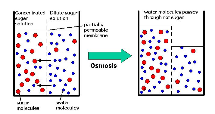 Osmos