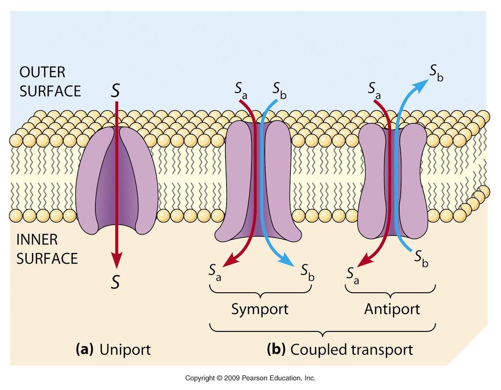 Bärarprotein PASSIV