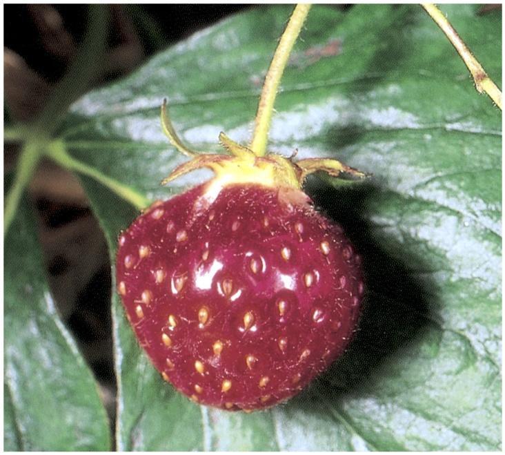 Auxin: