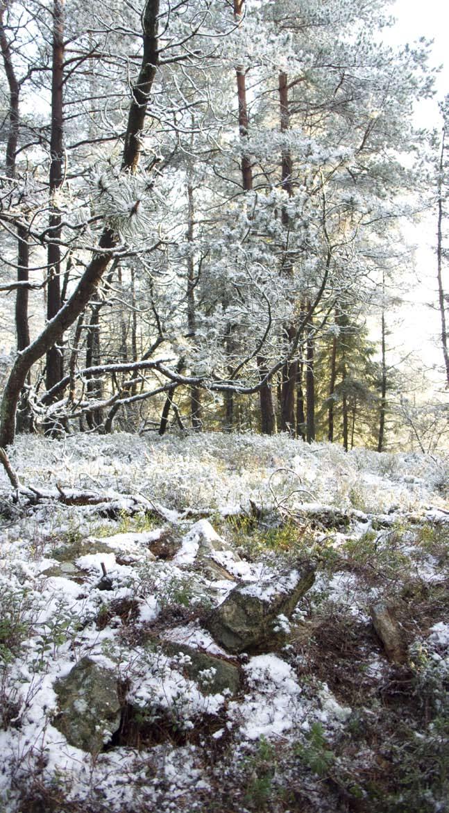 Projekt Dingle Skogen Arkeologisk utredning och
