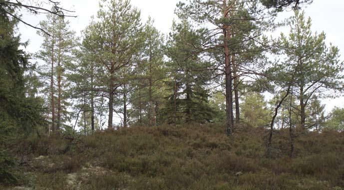 Ill. 2. I de högre liggande partierna av utredningsområdet förekommer hällmarkstallskog. temporärt för att långa transporter ska kunna komma in i vindområdet i samband med att vindparken anläggs.