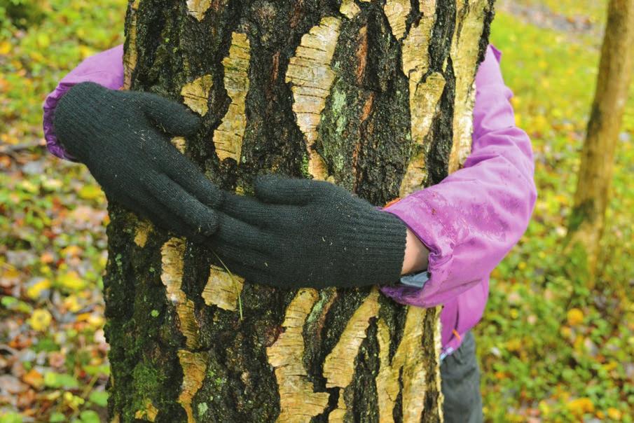 i mätandet av trädstammar och ni kan tillsammans diskutera hur många gånger ni får pröva innan ni finner ett smalt respektive ett tjockt träd som passar in i era båda händer eller i ett famntag.