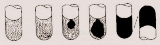 FÖRFARANDE Tillhandahållet material: BBL Coagulase Plasma, Rabbit, BBL Coagulase Plasma, Rabbit with EDTA Material som krävs men ej medföljer: Bakteriologisk ögla för tagning av inokulat, pipetter,