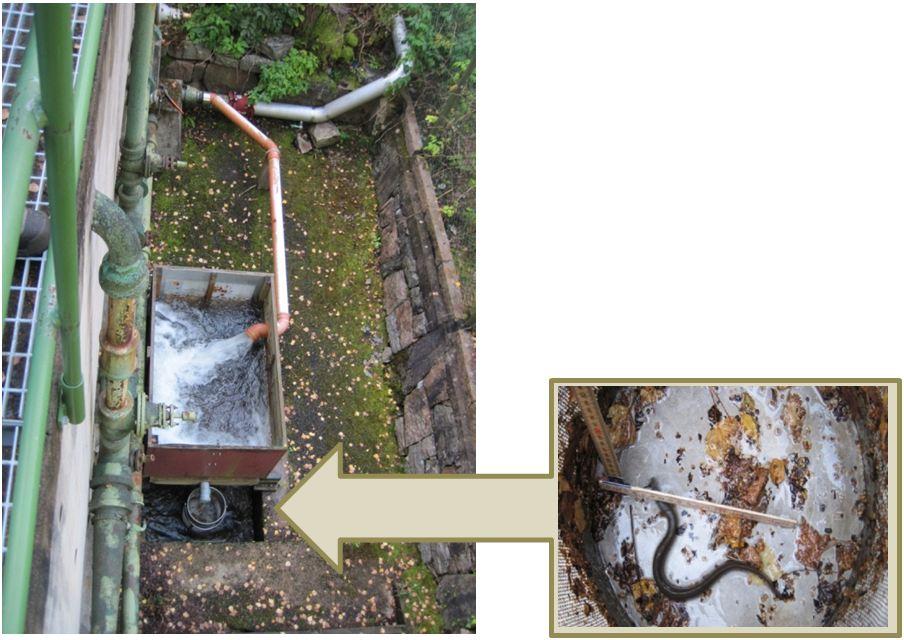 Lockvattnet från kanalen ovanför slussarna kommer ner i det gråa röret i bildens övre