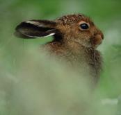 Skogshare (Lepus timidus) Gulsparv (Emberiza citrinella) Har du tur, kan du i skymningen få se skogsharen (Lepus timidus) snabbt springa förbi i terrängen.