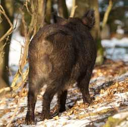 Våra nordiska grannländer Norge, Danmark och Finland står samtliga inför etableringar av vildsvin.