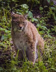 Rådjurstammen har under de senaste åren ökat men varierar lokalt. Stort fokus har under de senaste åren legat på älg och vildsvin varpå allt fler jägare har satsat på hundar för dessa arter.