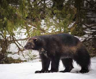 Vargens predation på älg är fortfarande betydande men den kraftigt minskade avskjutningen är trolig orsak till att älgstammens minskning bromsats upp.