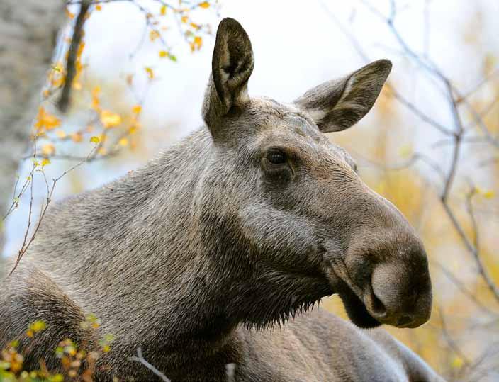 I Norrbotten bedrivs älgjakten sedan något år utan uppehåll för brunsten. Denna fråga skapar konflikter på flera håll och riskerar att rasera ett fortsatt gott samarbete inom älgförvaltningen.