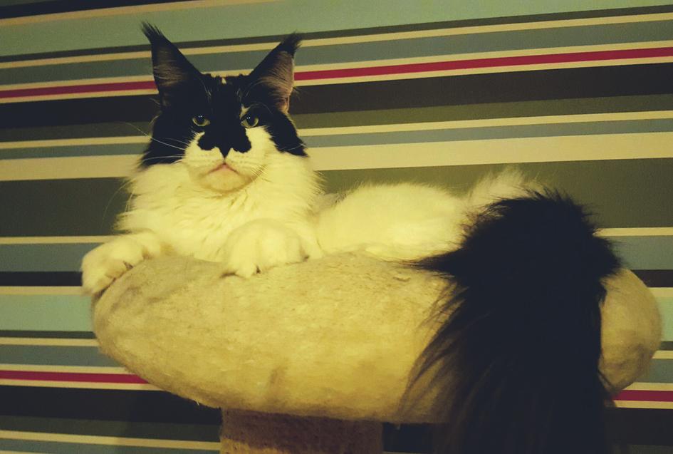 GIC SE*KobbaCat s Bam-Bam.