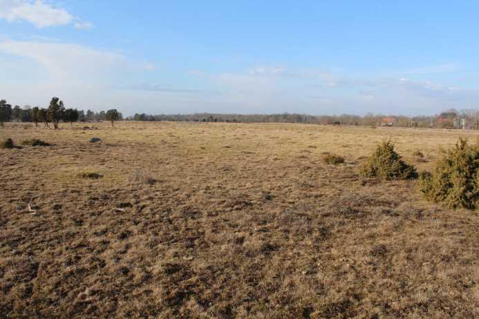 Betesmark - Alva GOTLAND