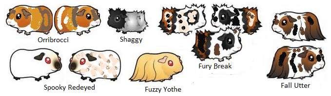 6 28 51 86 FRÅGA 12: KLURING: VUEN & BARN: MARSVIN Marsvinsuppfödare Fia Fuskpäls har elva renrasiga marsvin; tre av rasen Fury Break, två vardera av raserna; Orribrocci, Spooky Redeyed och Fall