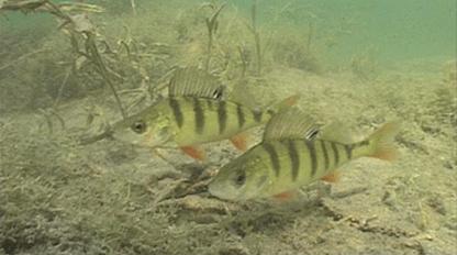 Norrsundet Vid Norrsundet har fiberrika sediment på en sammanlagd yta på 520 000 m 2 påträffats nordost om industriområdet. Fiberrika sediment fyller nästan alla svackor i det blockiga moränområdet.