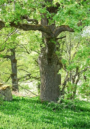 Arrangör: Ornitologiska klubben i Eskilstuna tillsammans med Parkoch naturavdelningen, Eskilstuna Samling: vid parkeringen till naturreservatet