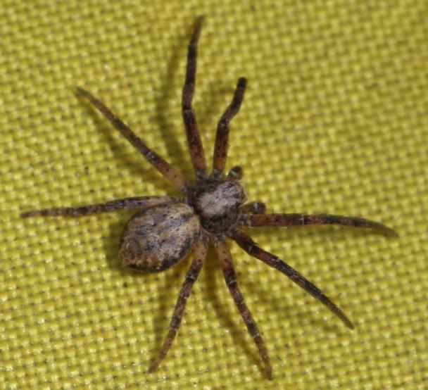 Philodromidae, snabblöparspindlar Phiodromus cespitum, trädsnabblöpare föredrar i princip samma habitat och har samma jaktmetod som P. aureolus och är vanlig och utbredd i norra Europa.