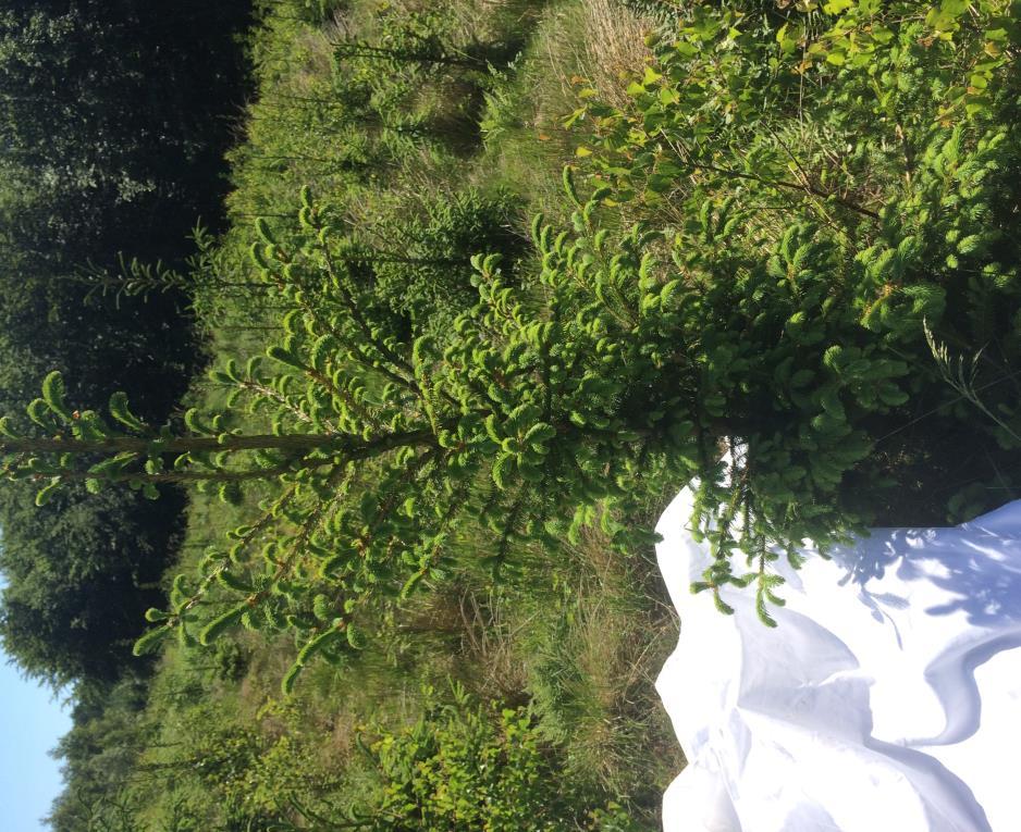 Figur 8. Granplantor från plantering nr. 4 (figur 6 och 7). Foto J. Forkman, 7 juni 2016.