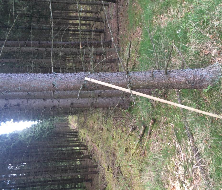 Figur 9. Yngre granplantering nr. 2 (figur 6 och7). Foto: J. Forkman, 4 maj 2016. Val av planteringar Granplanteringarna valdes i rekreationsområden vid Häckeberga och Romeleåsen.