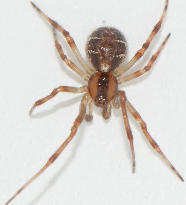 Några av spindlarna i undersökningen För att kunna jämföra resultatet i min undersökning med andra undersökningar så kommer några av de vanligaste spindlarna listas tillsammans med fakta om habitat