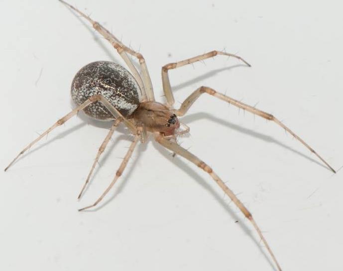 Linyphiinae, mattvävarspindlar Linyphia triangularis, ängsbaldakinspindel (figur 3) är en vanlig art i familjen mattvävare, Linyphiidae.