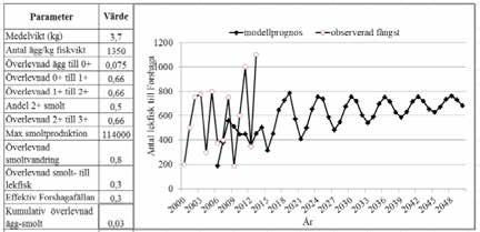PRODUKTION AV VILD LAXSMOLT I KLARÄLVEN Figur 6. Scenario 1, med effektiviteten i Forshagafällan och smoltöverlevnaden satt till 30 %. Figur 7.