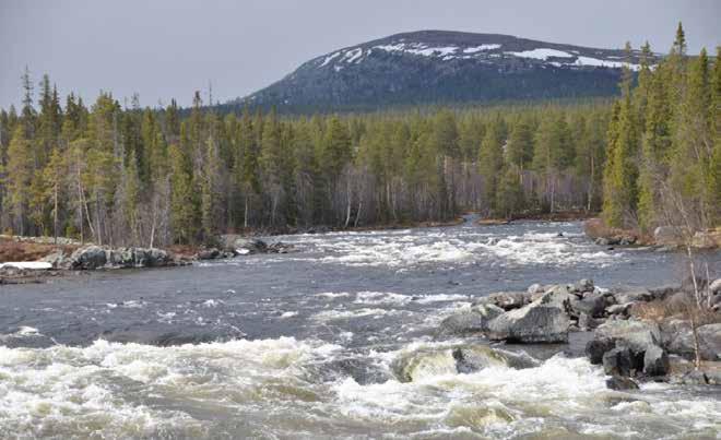 INLEDNING OCH BAKGRUND Figur 2. En grundläggande målsättning med projektet är att återskapa vandringsvägar för Vänerlaxen till och från de stora oreglerade strömmarna och forsarna i Femundselva.