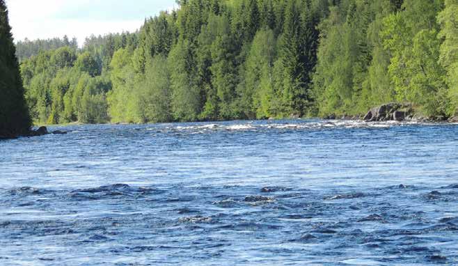DEL 1 Figur 6. Klarälvens enda kvarvarande forssträcka, Strängsforsen, är skyddad mot vattenkraftutbyggnad och av riksintresse för naturvården och friluftslivet. Foto: Tony Sahlberg.