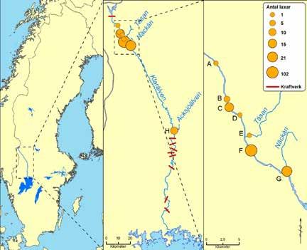 GENETISK FÖRÄLDRASKAPSANALYS AV VILDFÖDD LAX I KLARÄLVEN jämförelser av odlad och vildfödd lax vid genetiska föräldraskapsanalyser (Milot et al. 2012) radiopejlingsstudier (Økland et al.