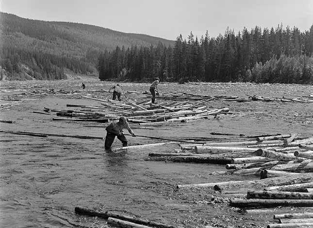 DEL 1 Figur 31. Timmerflottning i Trysilelva. Foto: Norsk skogmuseum tation av sand, har ytterligare bidragit till igenväxning och habitatförlust.