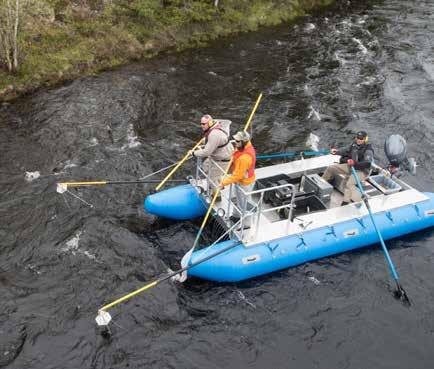 FISKESAMFUNNET I FEMUND-/TRYSIL-/KLARÄLVEN konservert i etanol for senere analyser for eventuell forekomst av Gyrodactylus salaris).