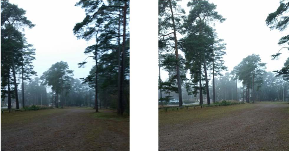 Bild från fd campingområdet, som visar gles tallskog. Den sammanlagda utökningen av ytan för parkering är ca 6 meter åt väster och 8 meter åt öster i förhållande till detaljplanen från 2007.