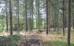 Skog och skogsmark Skogsmarken omfattar 18,4 ha enligt skogsbruksplanen, upprättad av